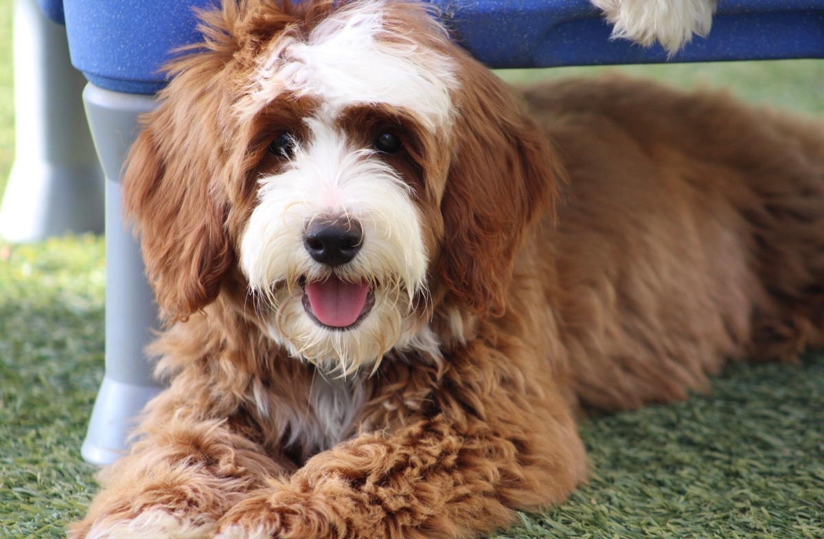 Mini Bernedoodles in San Diego, CA